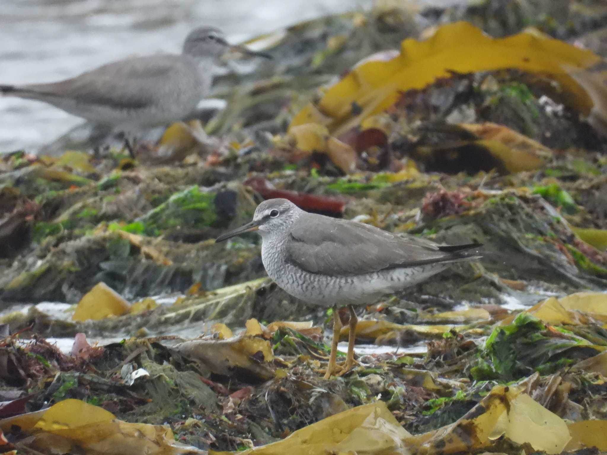 Grey-tailed Tattler