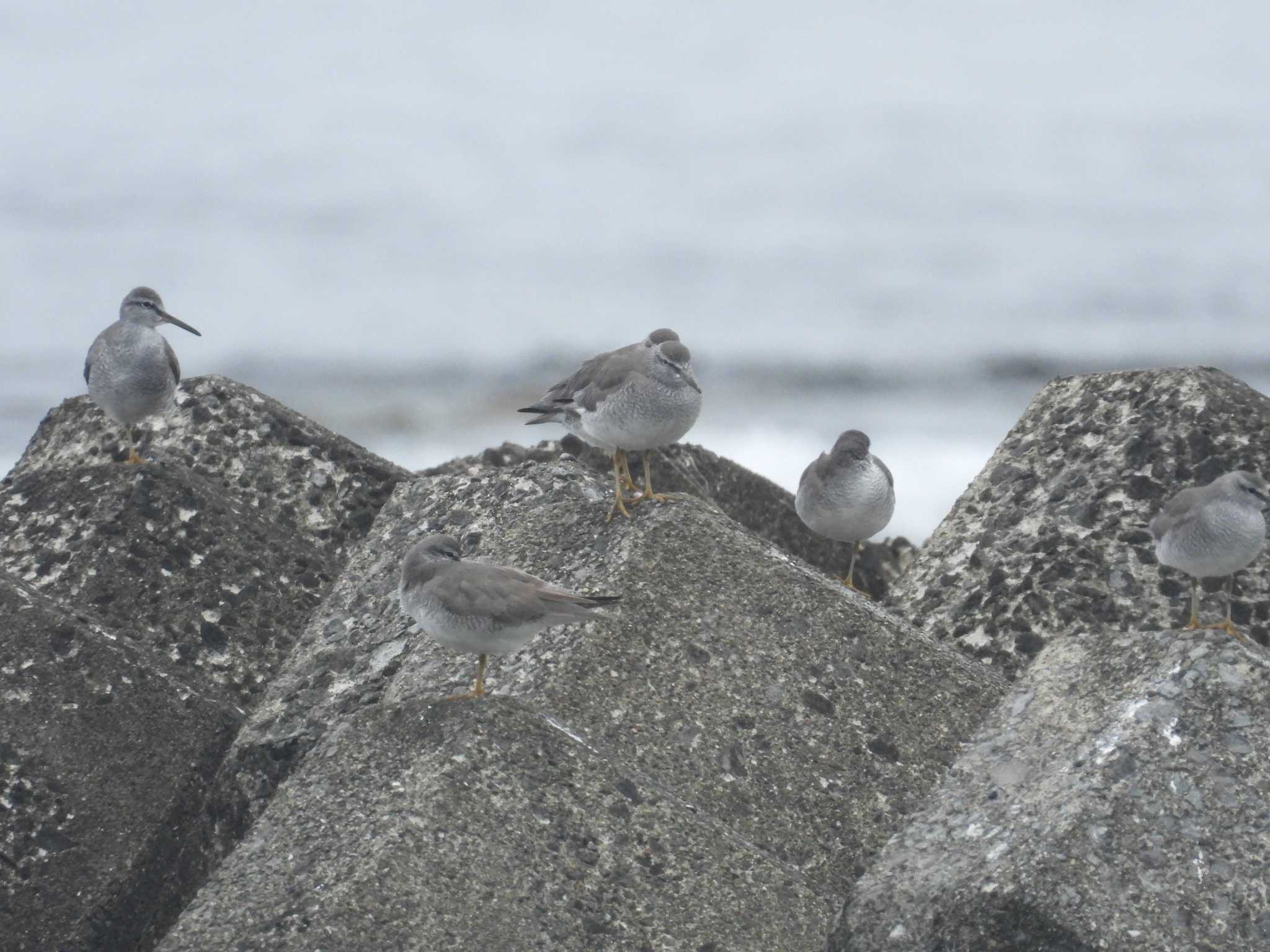 Grey-tailed Tattler