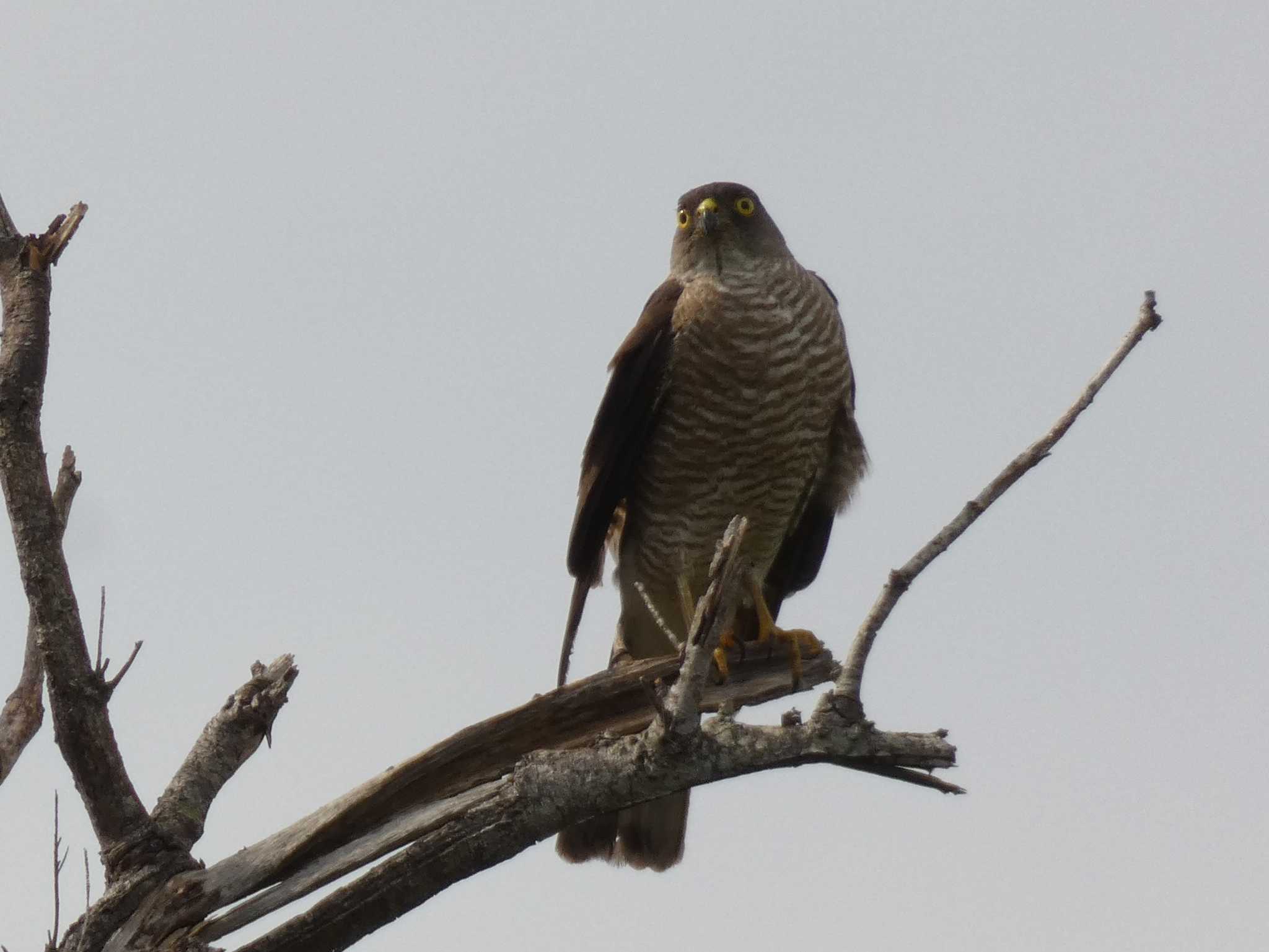 Photo of Japanese Sparrowhawk(iwasakii) at Yoron Island by あおこん