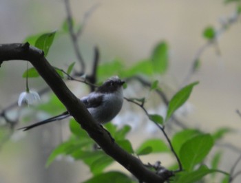 Long-tailed Tit 各務原 Sat, 5/13/2023