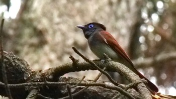 Black Paradise Flycatcher Osaka castle park Sat, 5/13/2023