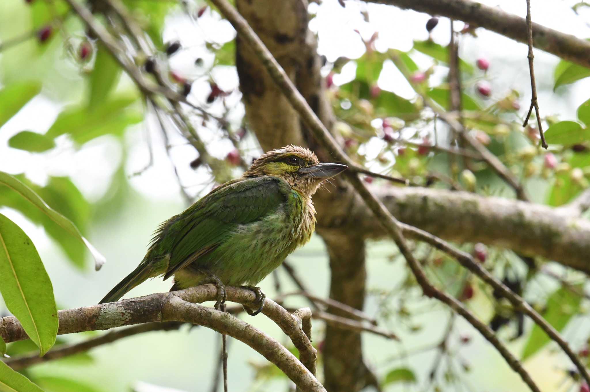 Photo of Green-eared Barbet at Kaeng Krachan National Park by あひる