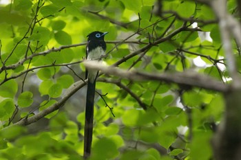 Black Paradise Flycatcher Unknown Spots Sat, 5/13/2023