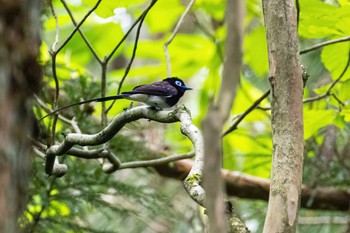 Black Paradise Flycatcher Unknown Spots Sat, 5/13/2023