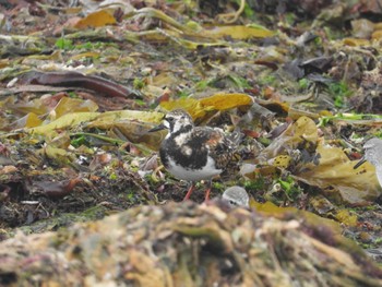 キョウジョシギ 北海道函館市志海苔町 2023年5月12日(金)