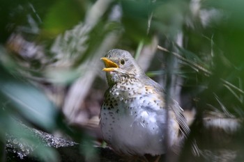 2023年5月13日(土) 野幌森林公園の野鳥観察記録