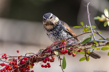 Dusky Thrush 八丁湖 Thu, 2/2/2023