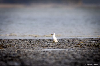 カモメ 山口県立きらら浜自然観察公園 2023年3月25日(土)