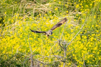 コミミズク 荒川河川敷 2023年3月30日(木)