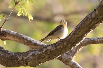 キビタキ 北海道 函館市 見晴公園 2023年5月12日(金)