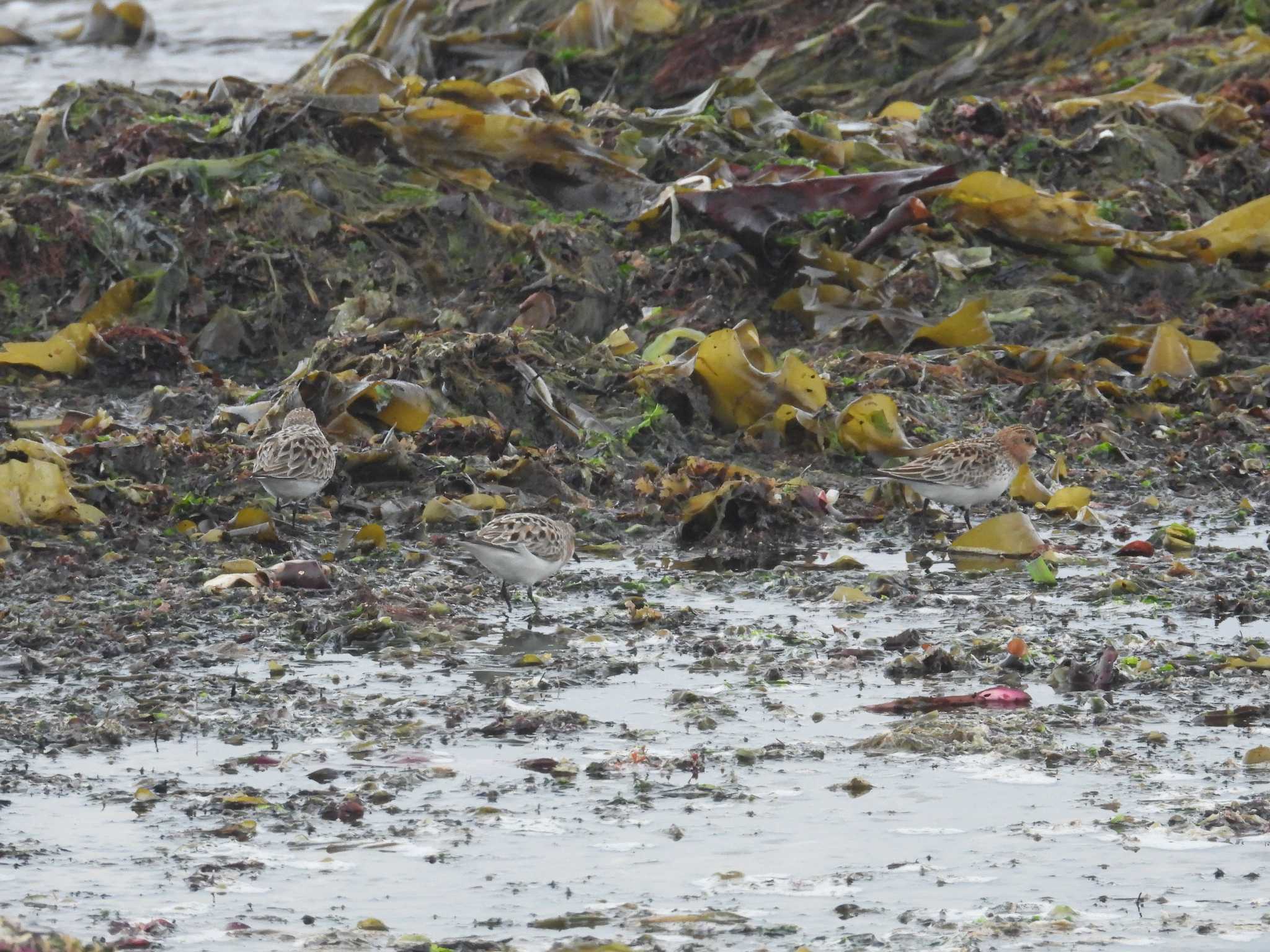 Red-necked Stint