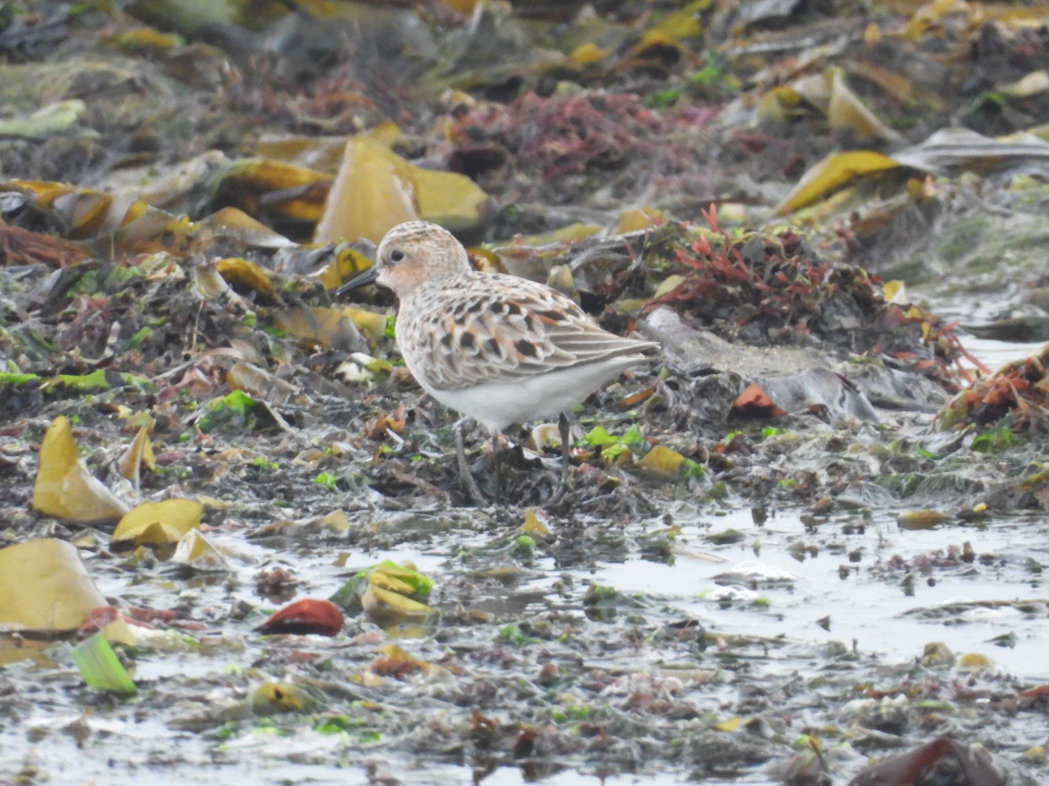 Red-necked Stint