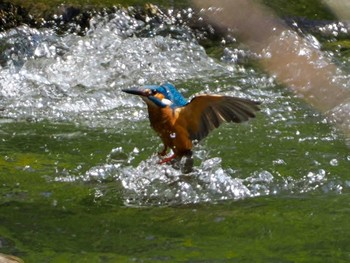 2023年5月13日(土) 福井緑地(札幌市西区)の野鳥観察記録