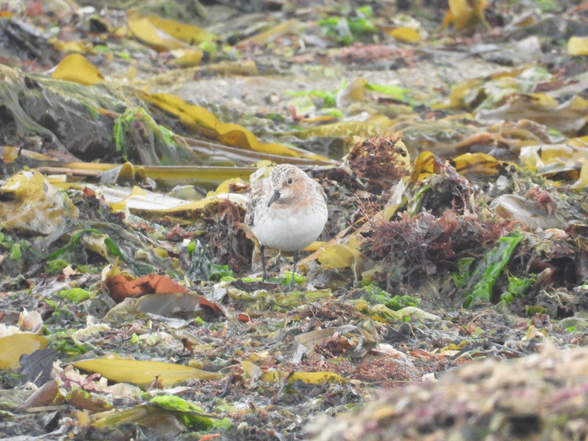 Red-necked Stint