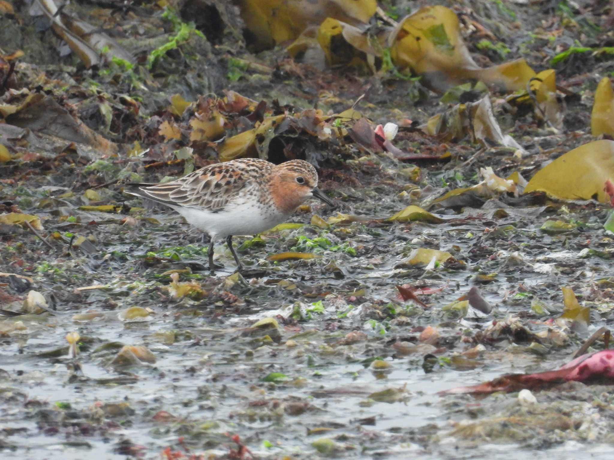 Red-necked Stint