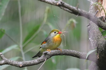 ソウシチョウ さいたま緑の森博物館 2023年5月13日(土)