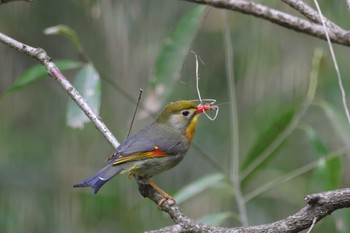 ソウシチョウ さいたま緑の森博物館 2023年5月13日(土)