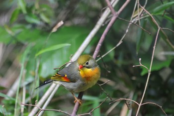 ソウシチョウ さいたま緑の森博物館 2023年5月13日(土)