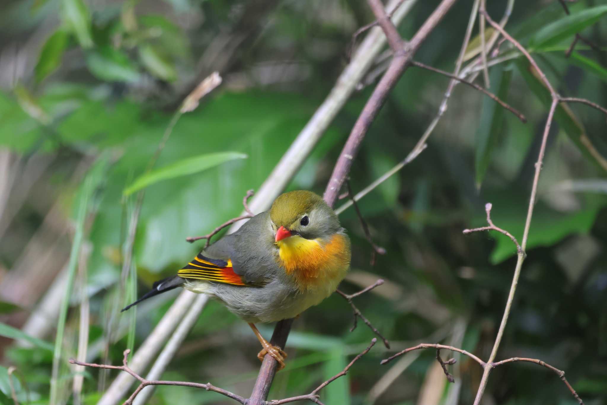 さいたま緑の森博物館 ソウシチョウの写真 by kingfisher_hidaka