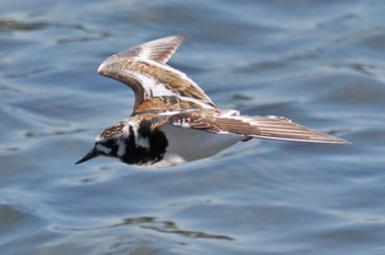 キョウジョシギ 葛西臨海公園 2023年5月10日(水)