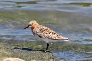 トウネン 葛西臨海公園 2023年5月10日(水)