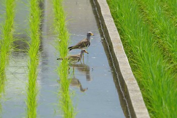 ケリ 大阪府東大阪市 2018年6月22日(金)