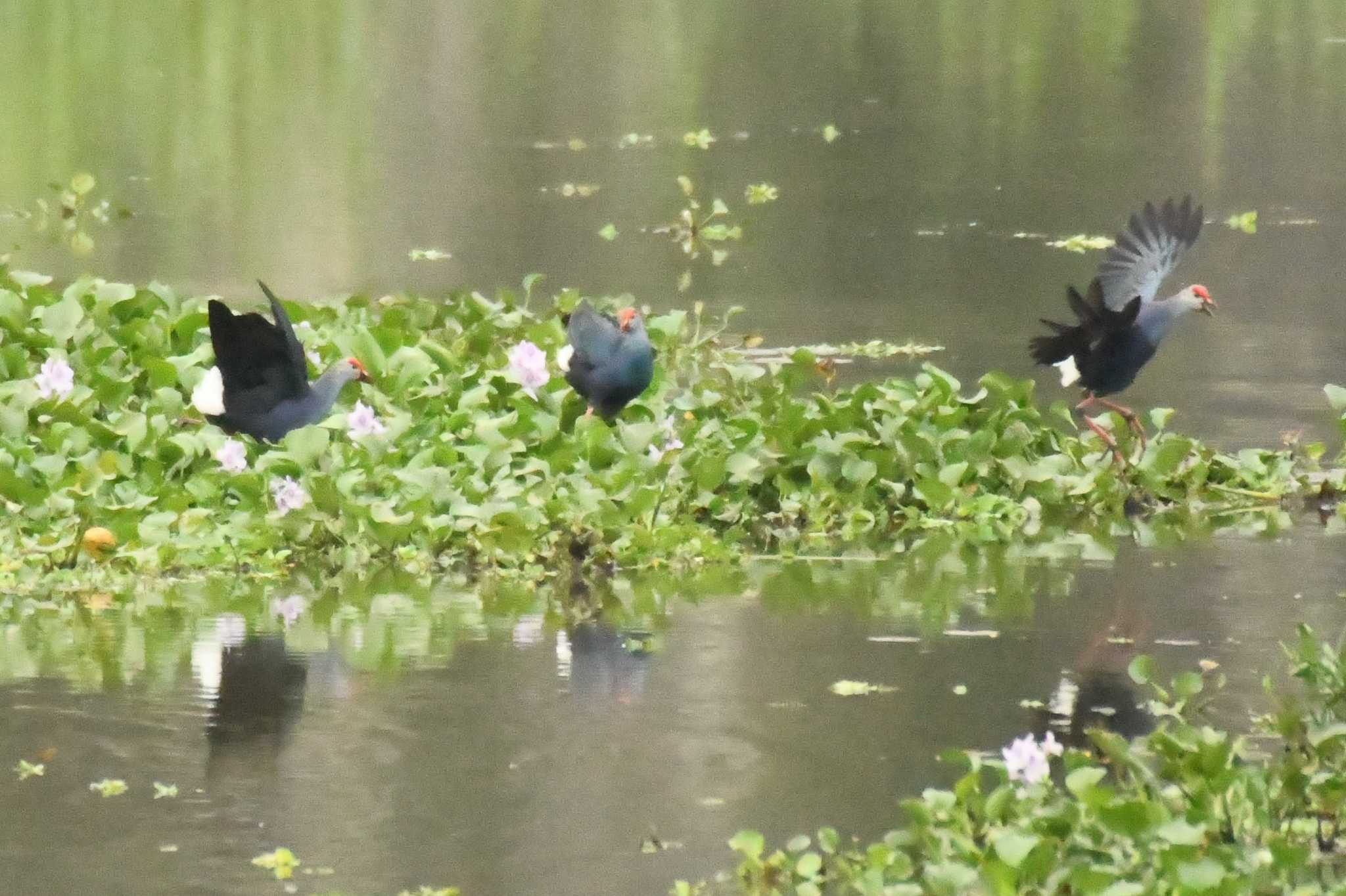 Photo of Grey-headed Swamphen at ベトナム by でみこ