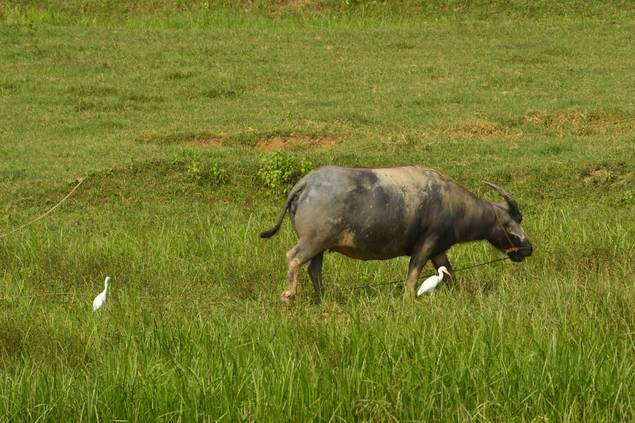 Eastern Cattle Egret