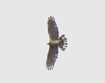 Crested Honey Buzzard Awashima Island Mon, 5/8/2023