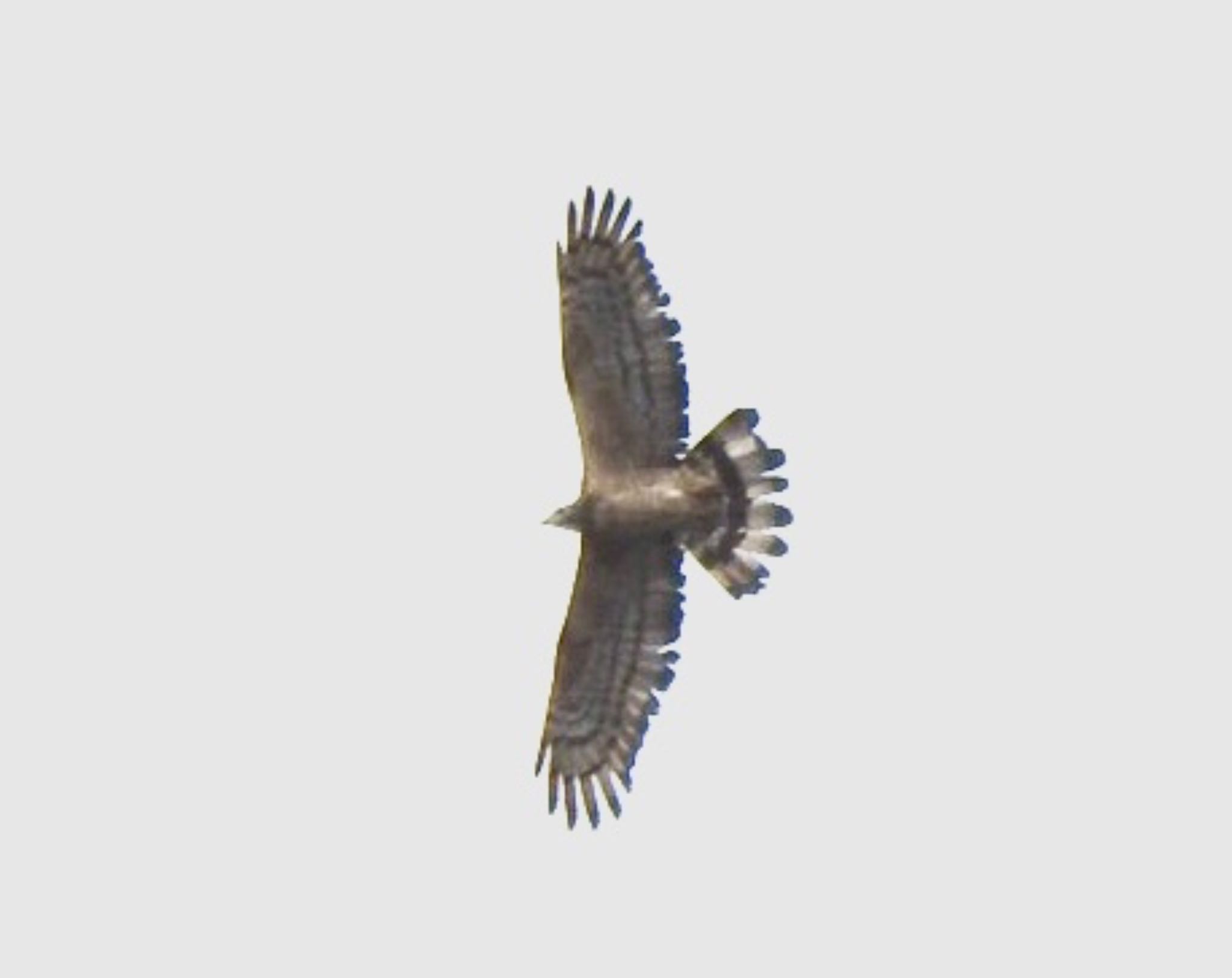 Crested Honey Buzzard