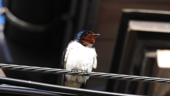 Barn Swallow Awashima Island Tue, 5/9/2023