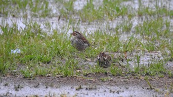 Little Bunting Awashima Island Sun, 5/7/2023