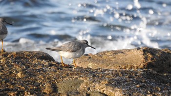 Grey-tailed Tattler Awashima Island Mon, 5/8/2023