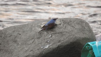 Blue Rock Thrush Awashima Island Mon, 5/8/2023