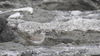 チュウシャクシギ 粟島 2023年5月8日(月)