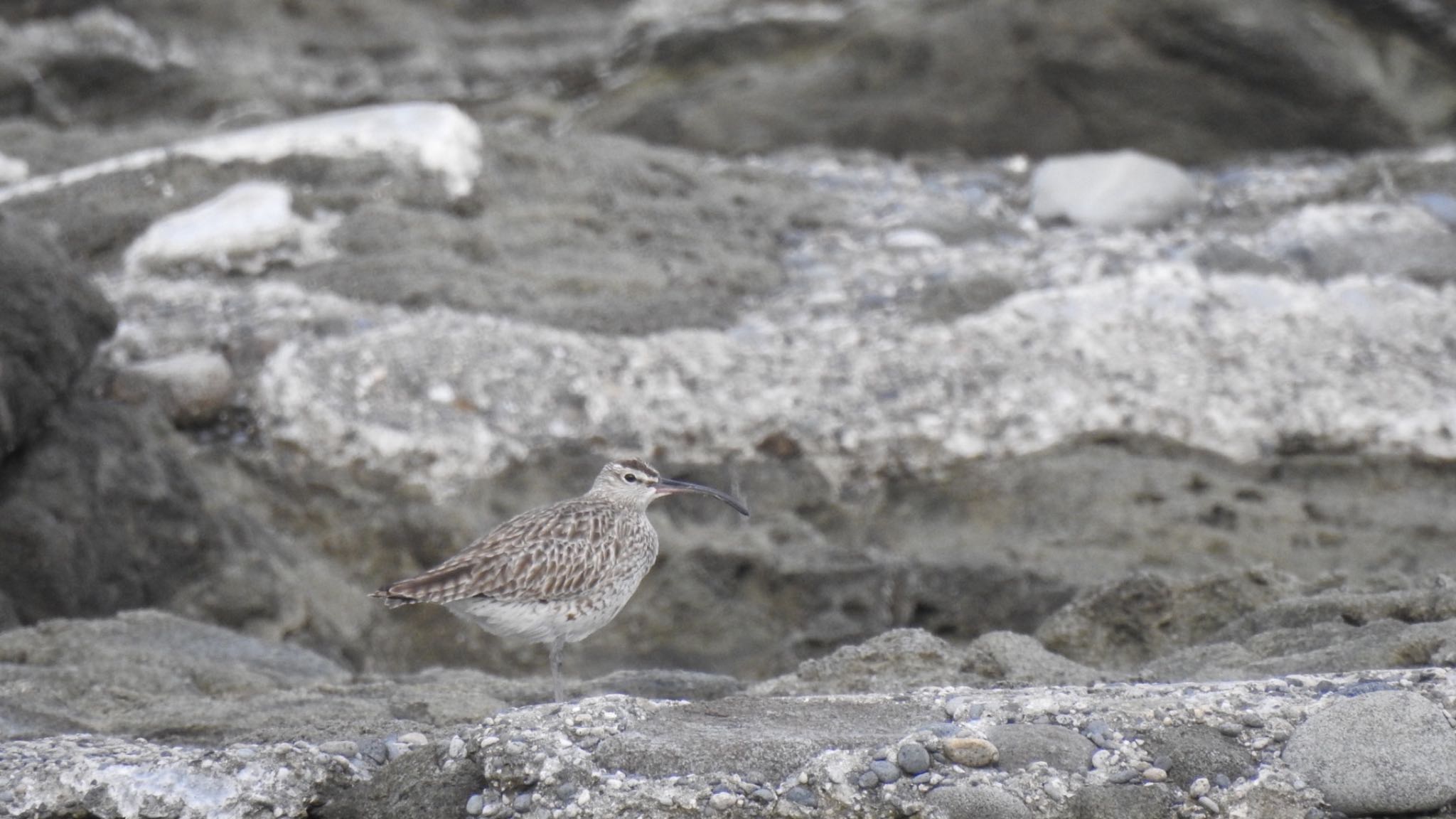 Eurasian Whimbrel