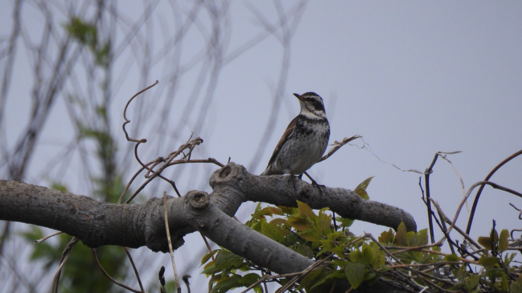 Dusky Thrush