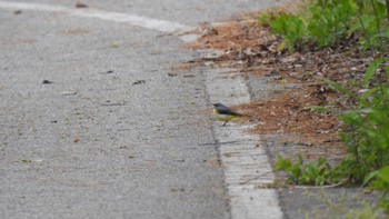 Grey Wagtail Awashima Island Mon, 5/8/2023