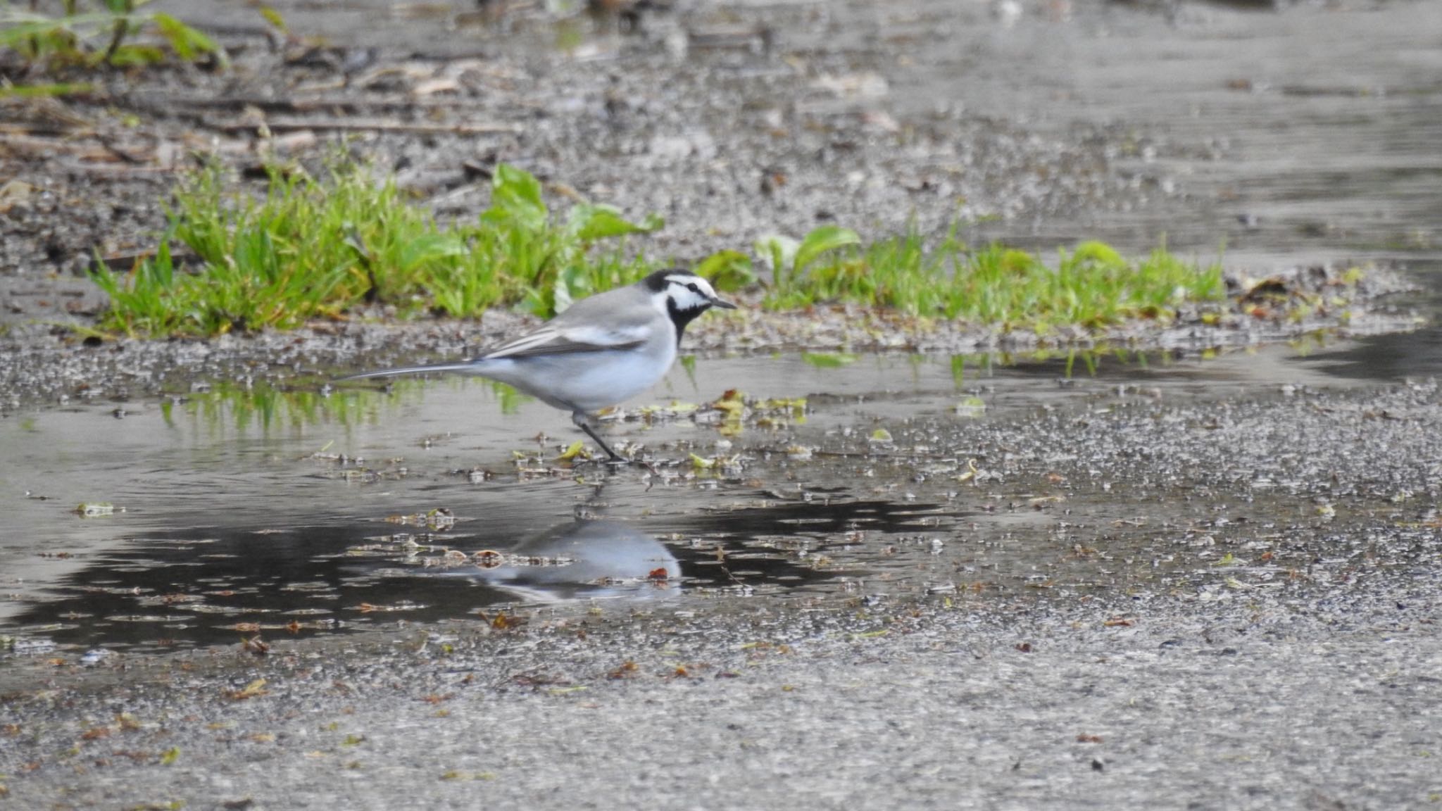 White Wagtail(ocularis)