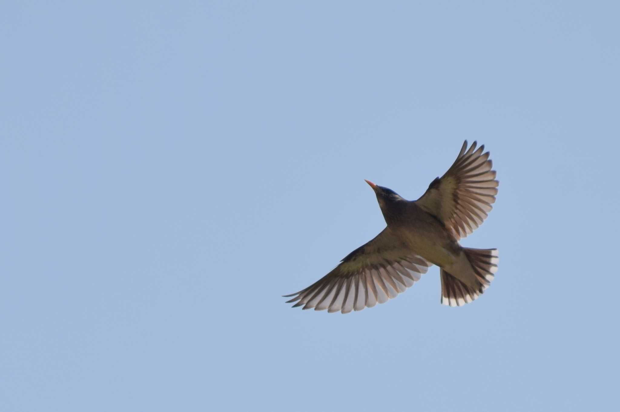 Photo of White-cheeked Starling at ＭＦ by NM🐥📷