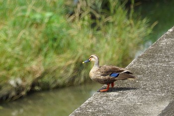 Fri, 6/22/2018 Birding report at 大阪府東大阪市