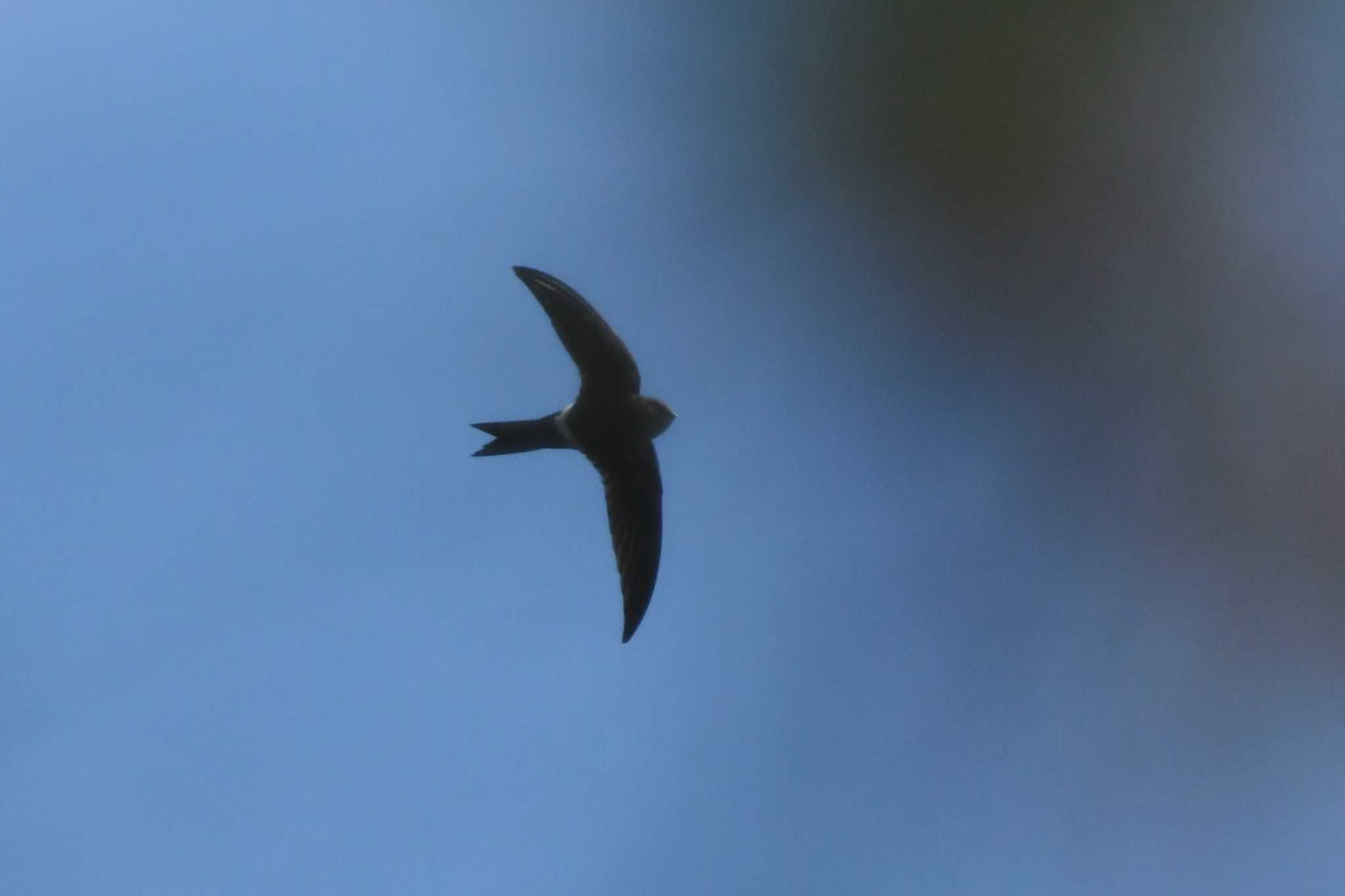 Cook's Swift