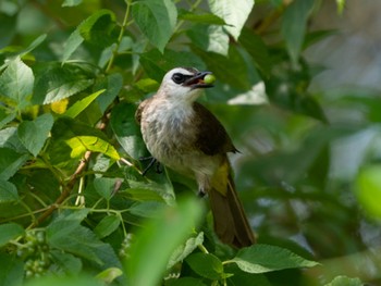 Sat, 5/13/2023 Birding report at Bay East Garden (Singapore)