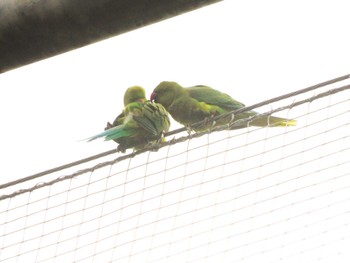 ワカケホンセイインコ 平和の森公園、妙正寺川 2023年5月13日(土)