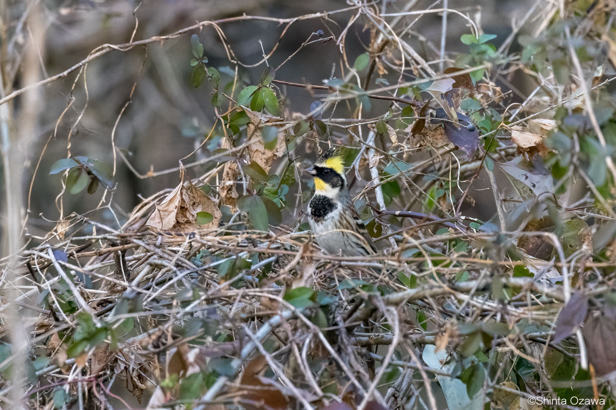 大麻生野鳥の森公園 ミヤマホオジロの写真 by SNT