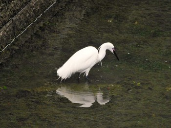 コサギ 平和の森公園、妙正寺川 2023年5月13日(土)