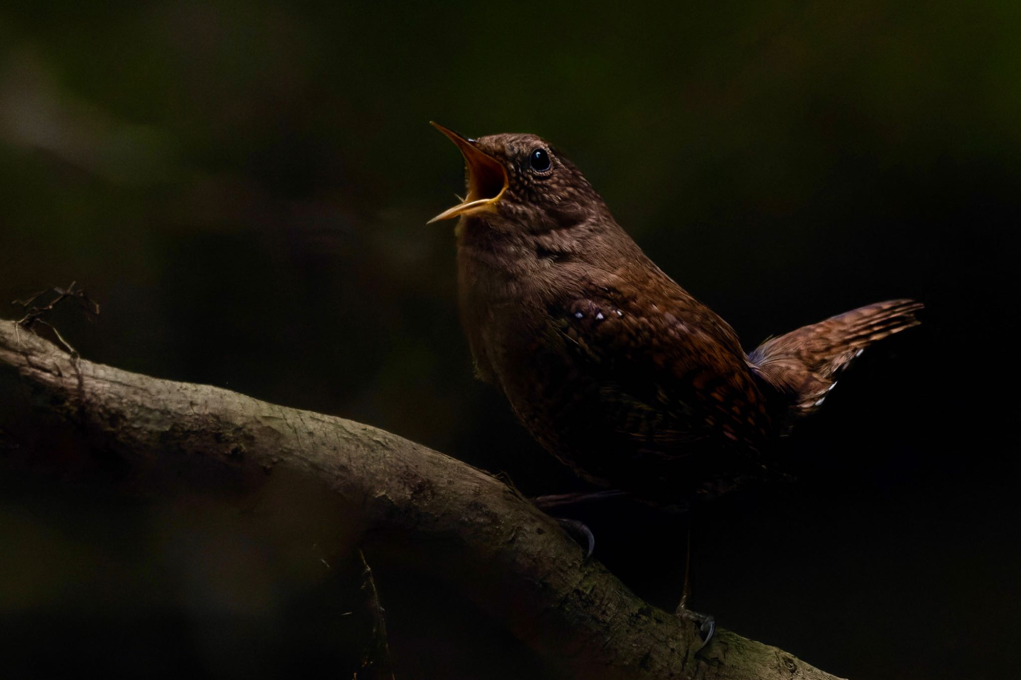 Photo of Eurasian Wren at 福岡県添田町 by そいぎんた