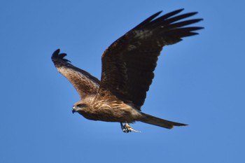 Black Kite Suwako Lake Wed, 5/3/2023