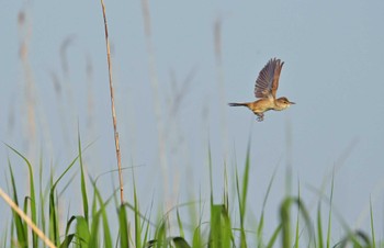 オオヨシキリ 埼玉県志木市 2023年5月5日(金)