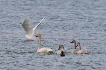 Whooper Swan Mývatn Thu, 9/8/2022